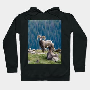 Long horn sheep on a mountain ledge Hoodie